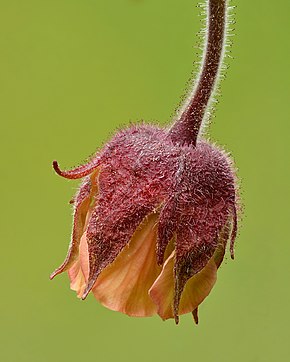 Geum rivale flower - Keila.jpg