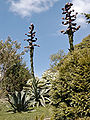 Agave buds in Glendurgan in May 2004, about 8 m in height