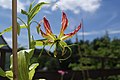 Gloriosa superba