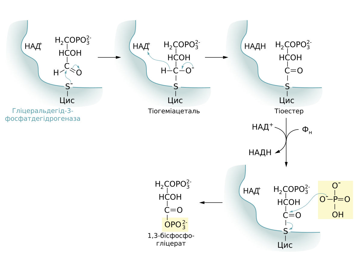Hcoh. Гликолиз. Ацилфосфаты. Надн2 в гликолизе. Гліцеральдегід-3-фосфат.