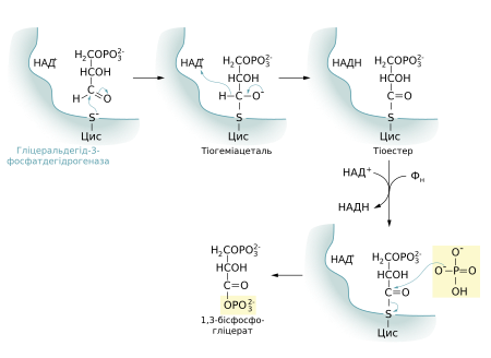 Glycolysis6.svg