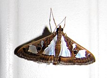 Glyphodes bivitralis (Генье, 1854) .jpg