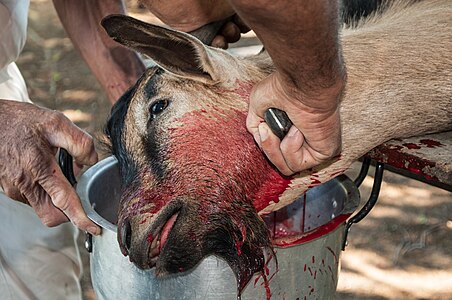 Goat killed at Christmas Lunch