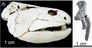 Mcnamaraspis kaprios
