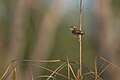 * Nomination Golden-headed Cisticola, one of the cisticola found in the lower altitude of Nepal. By User:Mildeep --Nirmal Dulal 04:29, 9 March 2024 (UTC) * Promotion  Support Good quality.--Agnes Monkelbaan 05:22, 9 March 2024 (UTC)