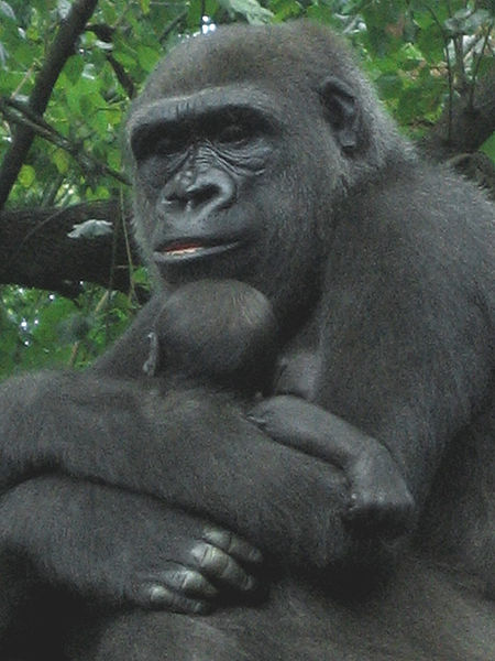 File:Gorilla with young.jpg