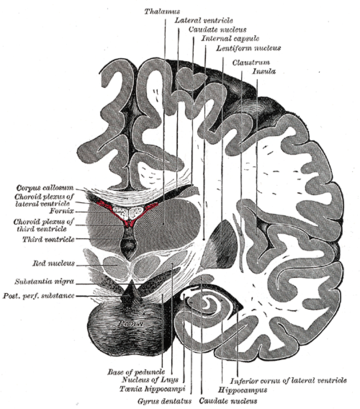 Przedmurze (anatomia)