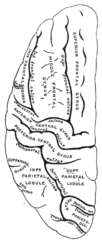 Lateral surface of left cerebral hemisphere, viewed from above.