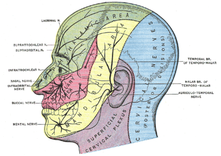 Sensory areas of the head, showing the general distribution of the three divisions of the fifth nerve. (Mental nerve labeled at bottom left, near chin, in yellow.)