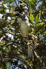 Miniatura per Apalis capbruna