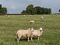 Grazing sheep - geograph.org.uk - 2077787.jpg
