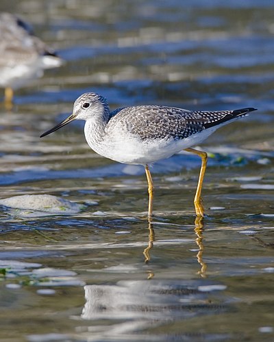 Foto van een Grote Geelpootruiter