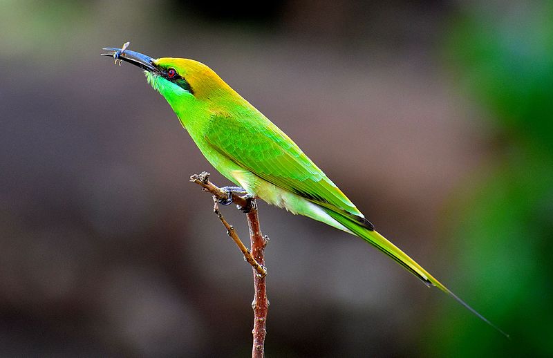 File:Green Bee Eater Catch.jpg