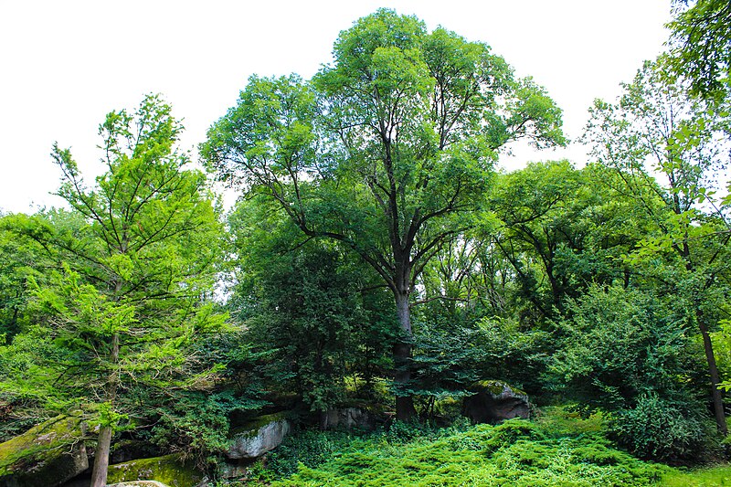 File:Green tree3.jpg