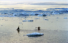 Kayaking in Ilulissat