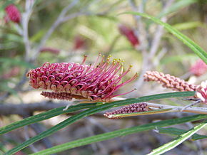 Kép leírása Grevillea aspleniifolia 03.jpg.