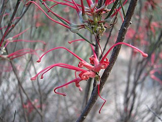 <i>Grevillea sarissa</i> Species of shrub in the family Proteaceae endemic to South and Western Australia