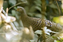 Grey Peacock-pheasant - Kang-Kra Khan, Thailand H8O5535 (15362061647).jpg