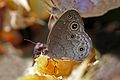 * Nomination Grey bush brown (Bicyclus taenias), Ghana --Charlesjsharp 22:16, 24 April 2017 (UTC) * Promotion Good quality. --Jkadavoor 03:45, 25 April 2017 (UTC)