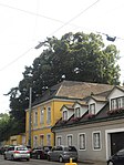 Winter linden (Tilia cordata)