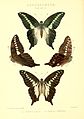 GroseSmithKirby1892RhopExotPapilioIV.jpg