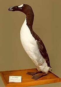 Espècimen número 3 a Brussel·les, un dels dos últims ocells assassinats a Eldey el 1844