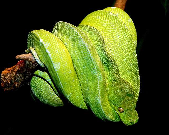 Tree python
