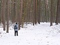 Grunewald - Winterlicher Wanderweg (Wintry Woodland Path) - geo.hlipp.de - 33022.jpg