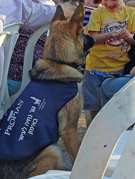 A guide dog-in-training in Israel