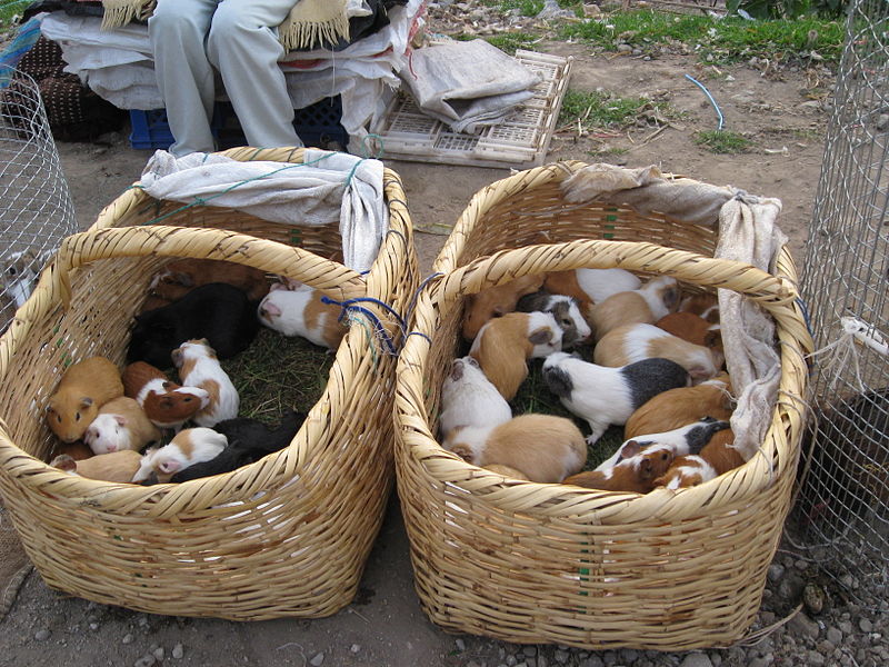 File:Guinea Pigs at market in Ecuador.jpg