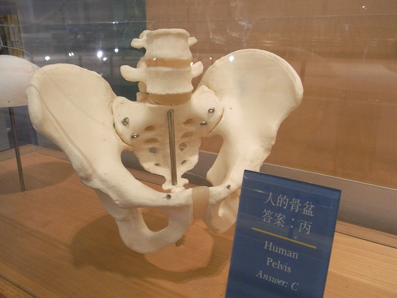 File:HK TST Science Museum Bones exhibit 32 盆骨 Human pelvis.JPG