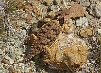 Coast horned lizard (P. coronatum), San Luis Obispo County, California, USA (June 14, 2008)