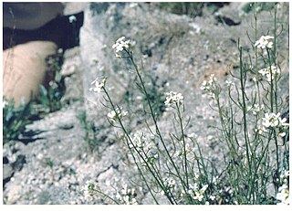 <i>Sandbergia</i> Genus of flowering plant