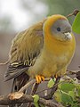 Harial (The Green Pigeon).jpg