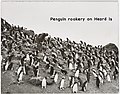 Heard Island penguin rookery (6433879655).jpg