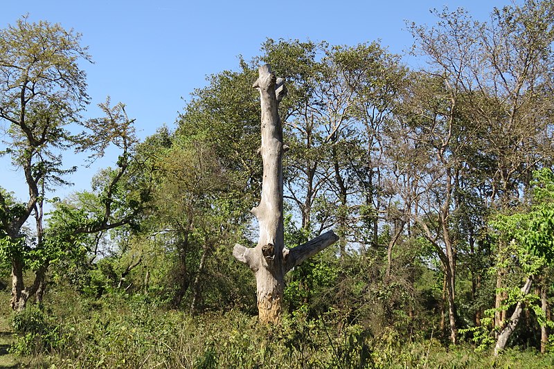 File:Heavy wood cutting in terai forests, Uttar Pradesh AJTJ IMG 5462.jpg