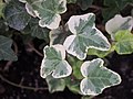 Hedera helix 'Tonny'