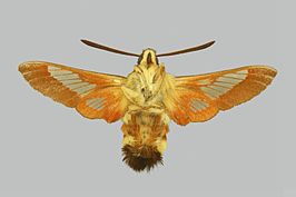 Hemaris ducalis