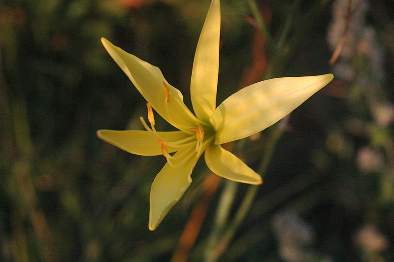 File:Hemerocallis citrina.jpg