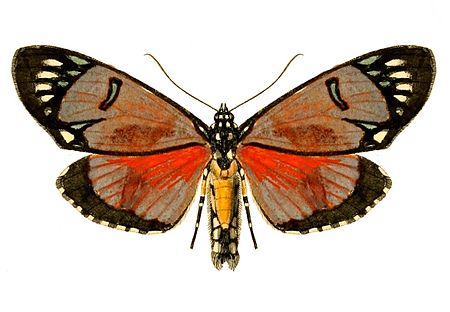 Heraclia (bướm đêm)