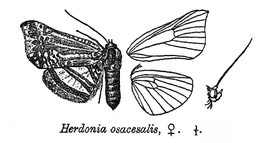 Herdonia osacesalis