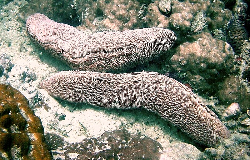 File:Herpolitha limax, Koh Phangan 3.jpg