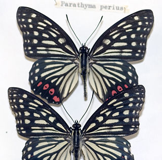<i>Hestina assimilis</i> Species of butterfly