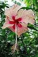 Hibiscus flower.jpg