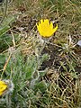 Hieracium villosum