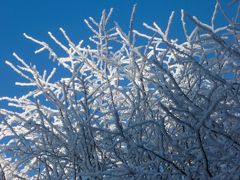 File:Hoar frost 1.jpg