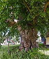 English: Holub's lime tree, famous tree in Vlasenice near Tabor, Czech Republic Čeština: Holubova lípa ve Vlásenici