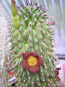 Hoodia officinalis1MABJ.jpg