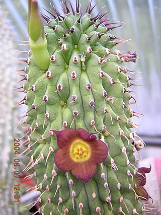 <i>Hoodia officinalis</i> Species of succulent