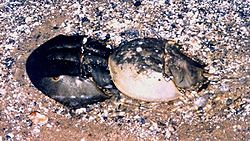Horseshoe crab pair.jpg